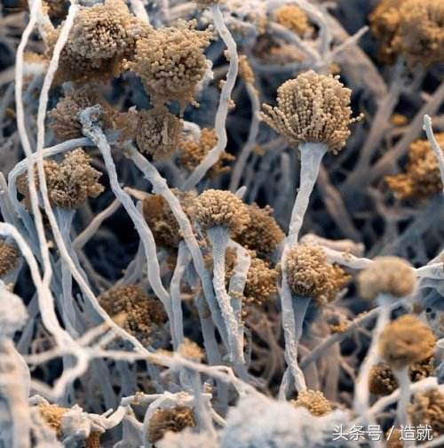 我们每天吸入100亿个霉菌孢子，为什么还活得好好的？