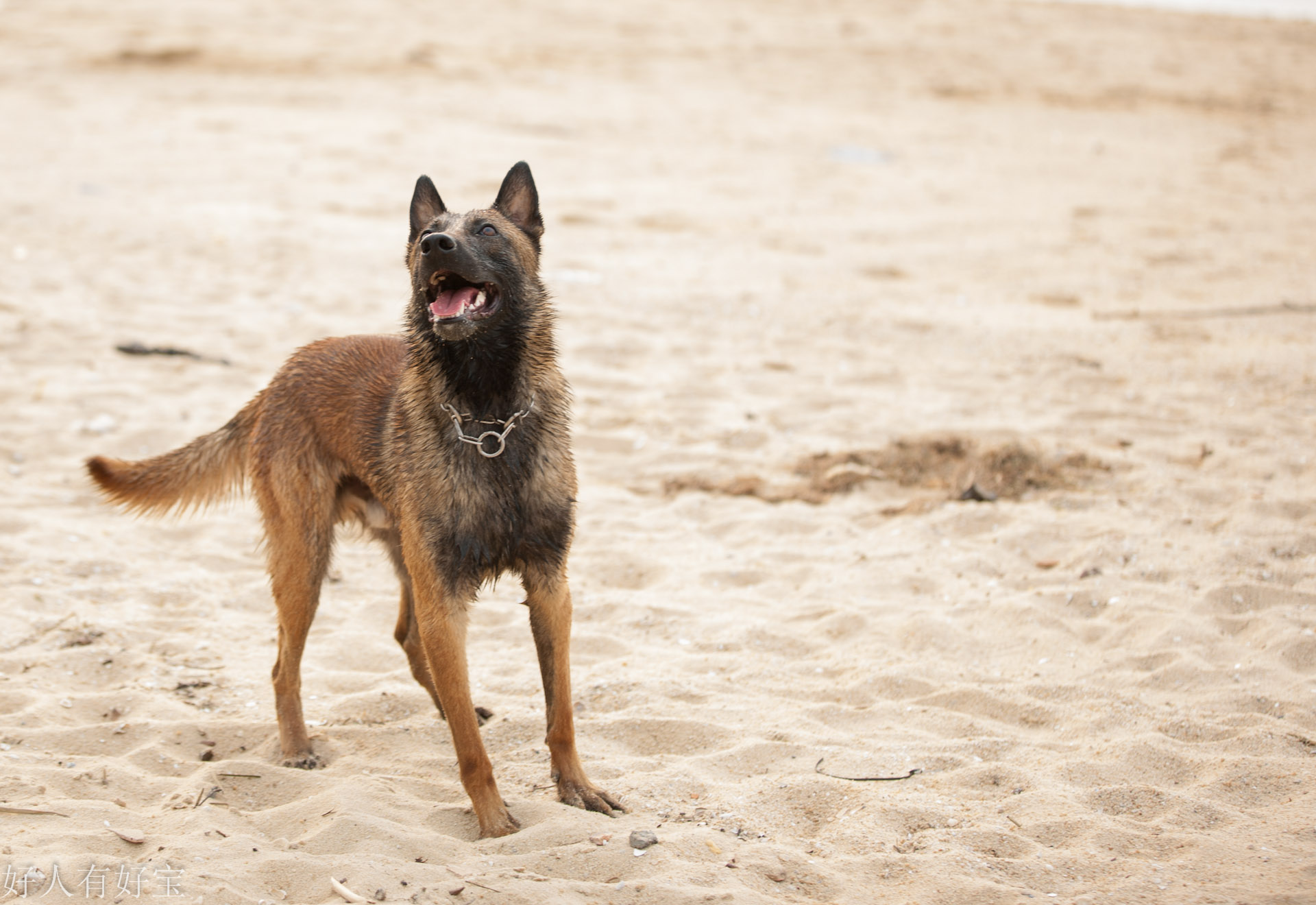涓栫晫鍚嶇姮椹姮鎺掑悕,涓栫晫鍚嶇姮鐘澶у叏