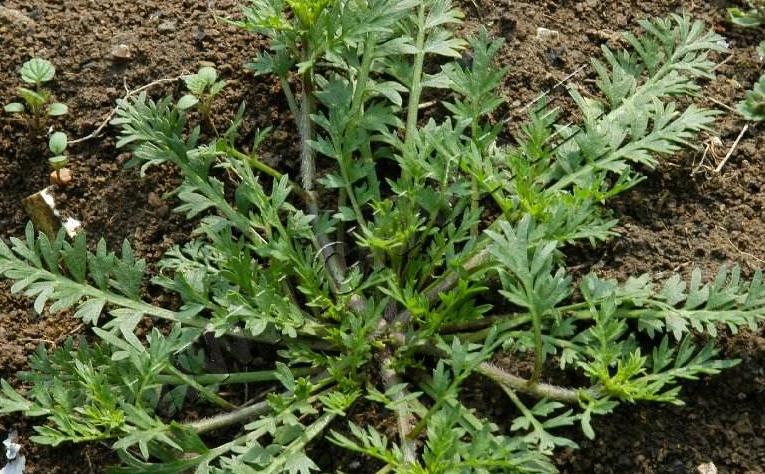 农村常见300种野草图片,农村常见100种野草图片及名称