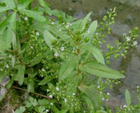 农村常见300种野草图片,农村常见100种野草图片及名称