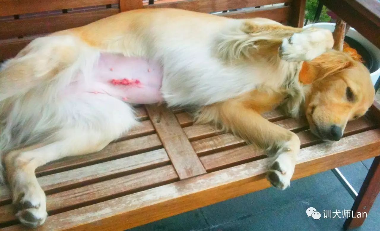 狗狗做了绝育手术还会来月经吗,狗狗做绝育手术好还是不做绝育好