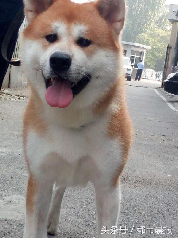 最萌宠物票选大赛,徐州宠物赛