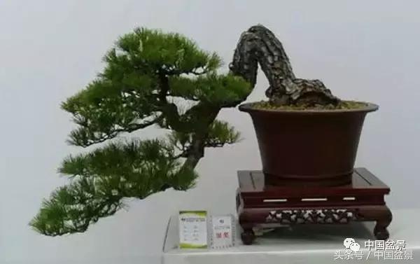 盆景收藏的前景,盆景收藏视频大全