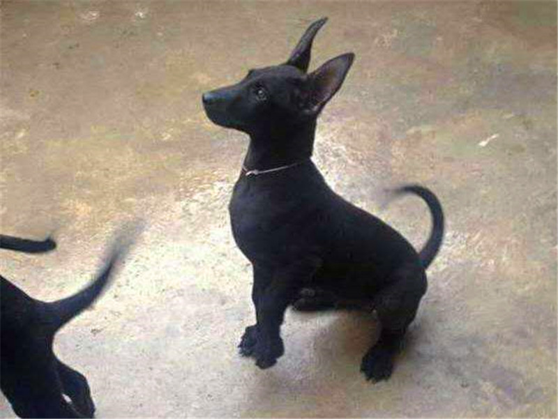 黑狼犬霸气照片,纯血统的中华田园犬长相