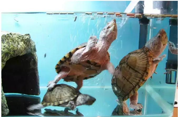 果核蛋龟饲养温度要多少,蛋龟的饲养方法和技巧