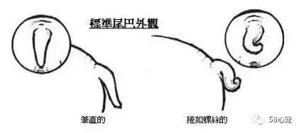 一梦谈狗:英牛那么丑,价格又贵,为什么还有那么多人养?
