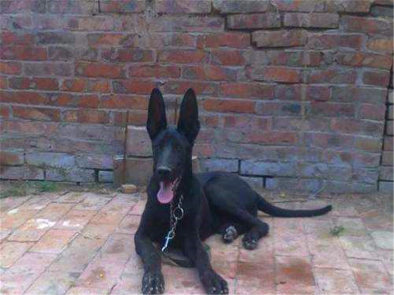 黑狼犬霸气照片,纯血统的中华田园犬长相