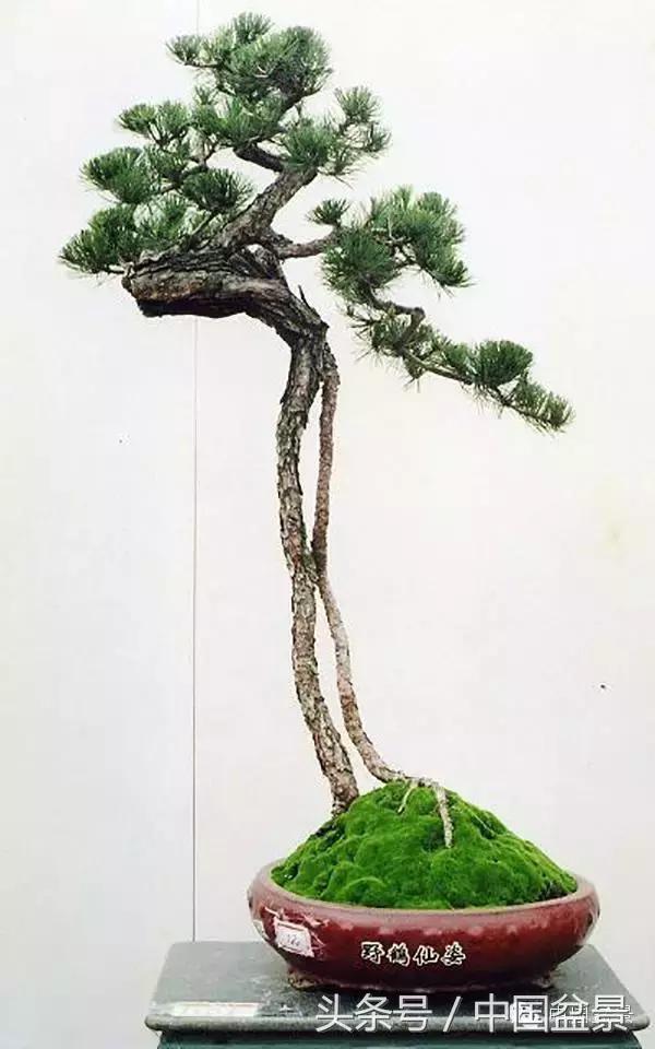 盆景收藏的前景,盆景收藏视频大全