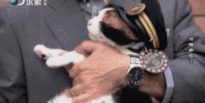 吸猫电影完整版免费,吸猫满足哪些需要