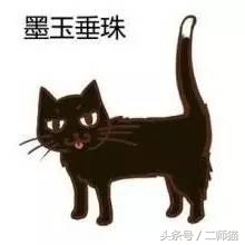 古人怎么给猫取名,猫的古代名字大全