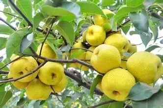 藁城为何突然发展起来了,藁城以后的发展