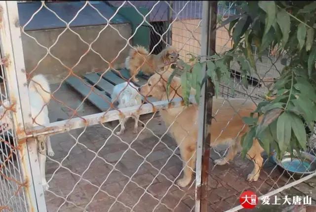 我们用镜头记录生活,记录流浪狗真实生活
