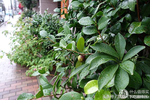 夫妻逛街买买买,夫妻日常买买买