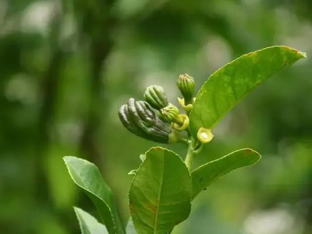 佛手柑果的栽培和管理,佛手柑管理方法