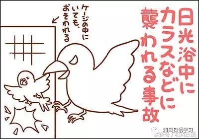 不小心踩死自己的宠物痛哭流涕,不小心把宠物压死了