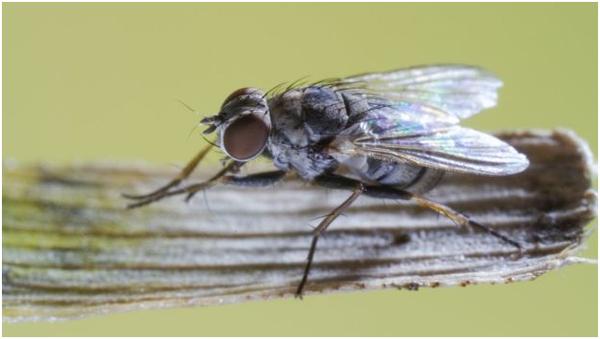 为什么老是打不到苍蝇,为什么打苍蝇老是打不着呢