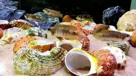 家装水景鱼缸造型全景,家居水景大号