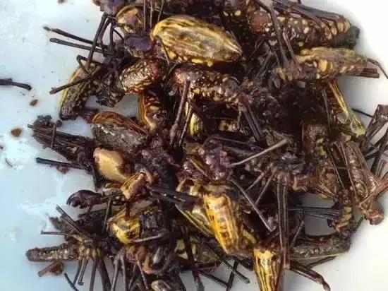 吃野生马蜂蛹违法吗,吃马蜂的蜂蛹中毒是什么原因