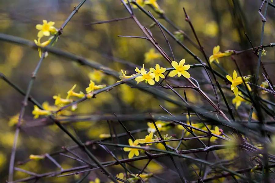南京十大赏花胜地,南京玄武湖春季赏花攻略请收好
