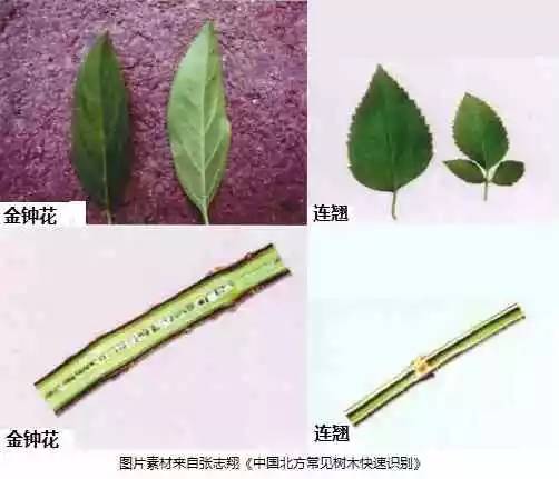 南京十大赏花胜地,南京玄武湖春季赏花攻略请收好