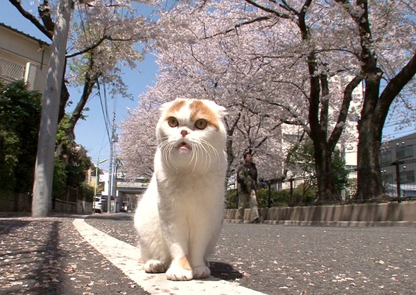 可爱猫咪动画片有哪些,十大可爱的猫咪动画片