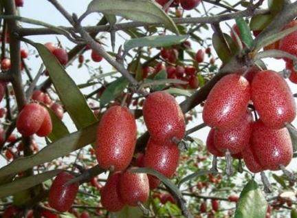 从化莲麻小镇有什么好玩的地方 (从化莲麻小镇景点)