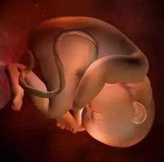 生命的由来胚胎发育全过程动画,生命发育的过程