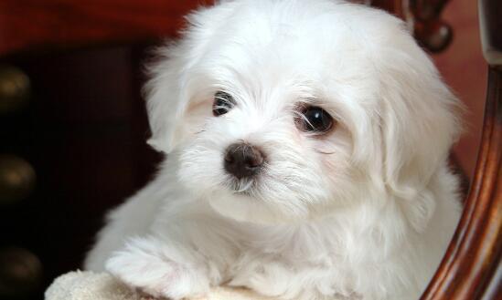 狗狗眼泪是褐色的啥原因,狗狗流眼泪泪痕严重怎么回事