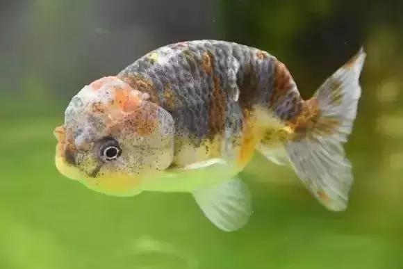 家装水景鱼缸造型全景,家居水景大号