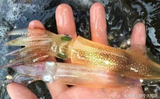 食材｜东山小管：有着一肚子的墨水，却是鱿鱼家族的小可爱！