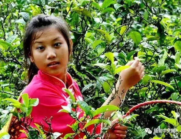 缅甸的最出名特产,缅甸最出名特产