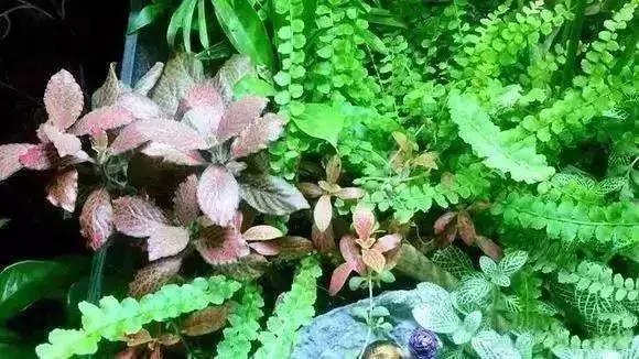 家装水景鱼缸造型全景,家居水景大号