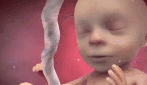 生命的由来胚胎发育全过程动画,生命发育的过程