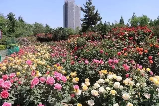 去郑州哪里旅游最便宜又好玩,郑州值得旅游的地方有哪些