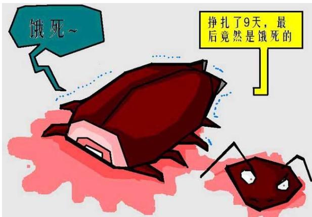 蟑螂怎么消灭最彻底蟑螂习性,家里有蟑螂怎么才能把蟑螂消灭掉