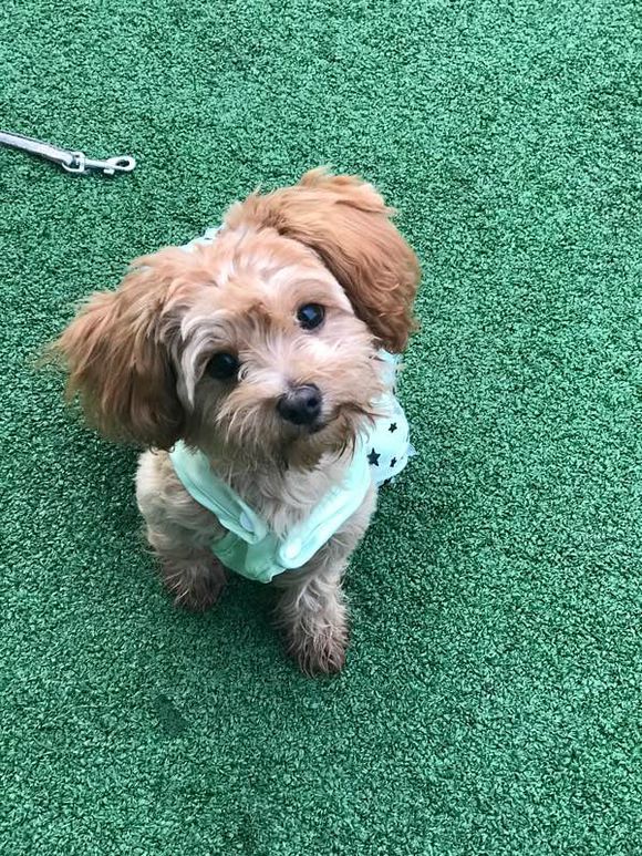 遛狗突然松开狗绳边牧把狗牵回来,遛狗遇到不牵绳的泰迪