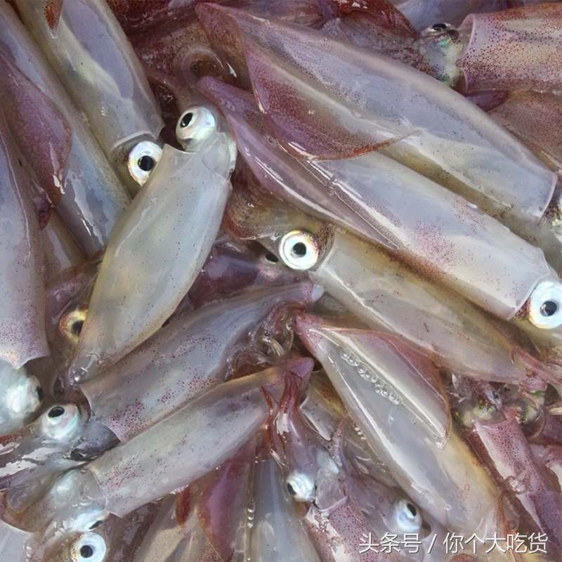 食材｜东山小管：有着一肚子的墨水，却是鱿鱼家族的小可爱！