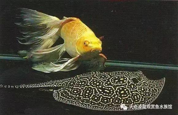 风水鱼缸要圆的还是方的,风水鱼缸怎样看水流方向