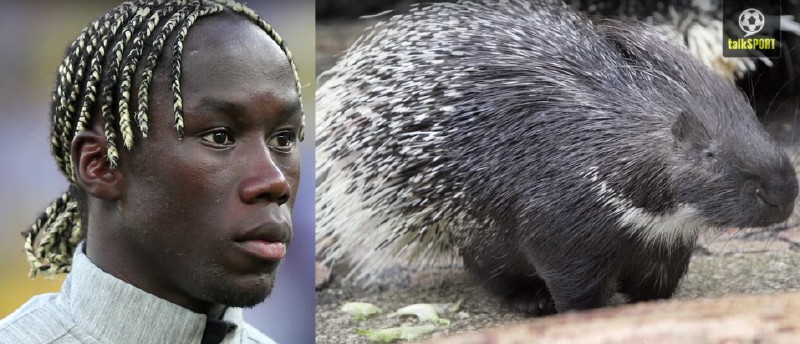 太像了！太像了！你喜欢的足球运动员像什么动物？