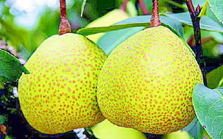 莱阳水口地趟拳传奇