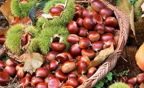 有哪些好的人参果,千果之王板栗