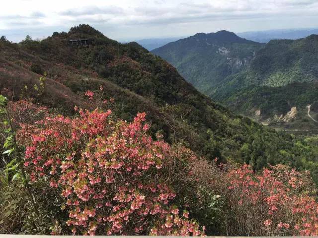 推荐|大明山风景区恢复开放啦！花都开好了，你还不来么？