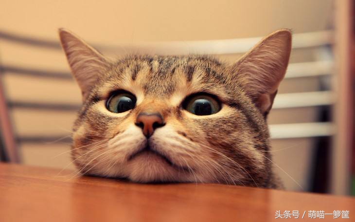 教你通过肉垫知道猫咪性格,如何通过猫咪的爪子知道性格