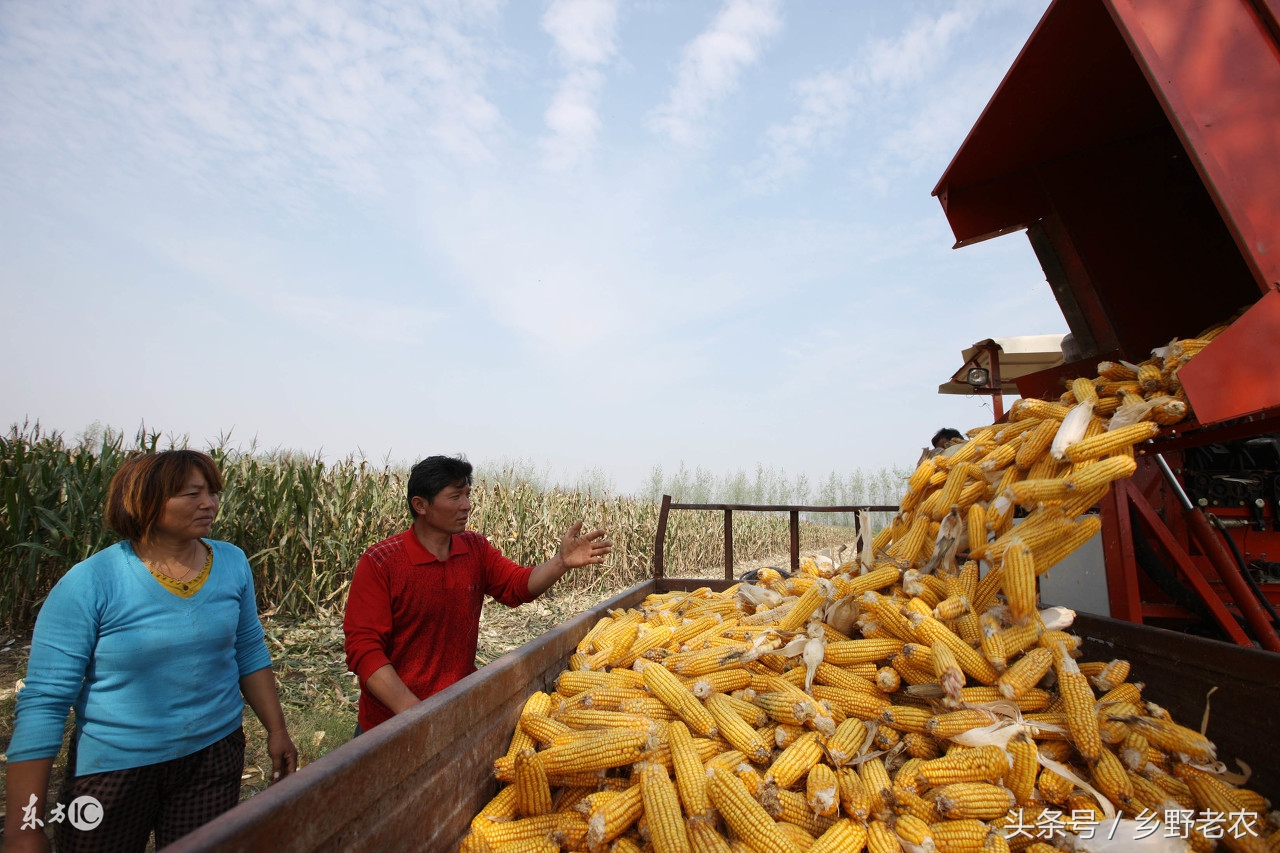 2021玉米收割机一亩地多少钱,今天玉米收割机价格多少钱一台