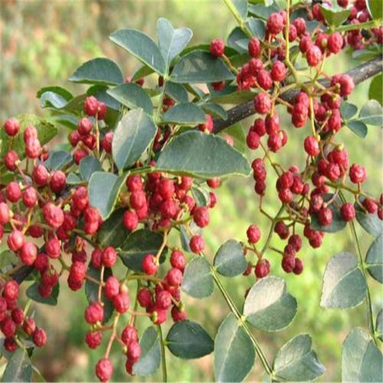 陕西韩城哪个乡镇花椒又多又好 (韩城花椒哪里产的最好)