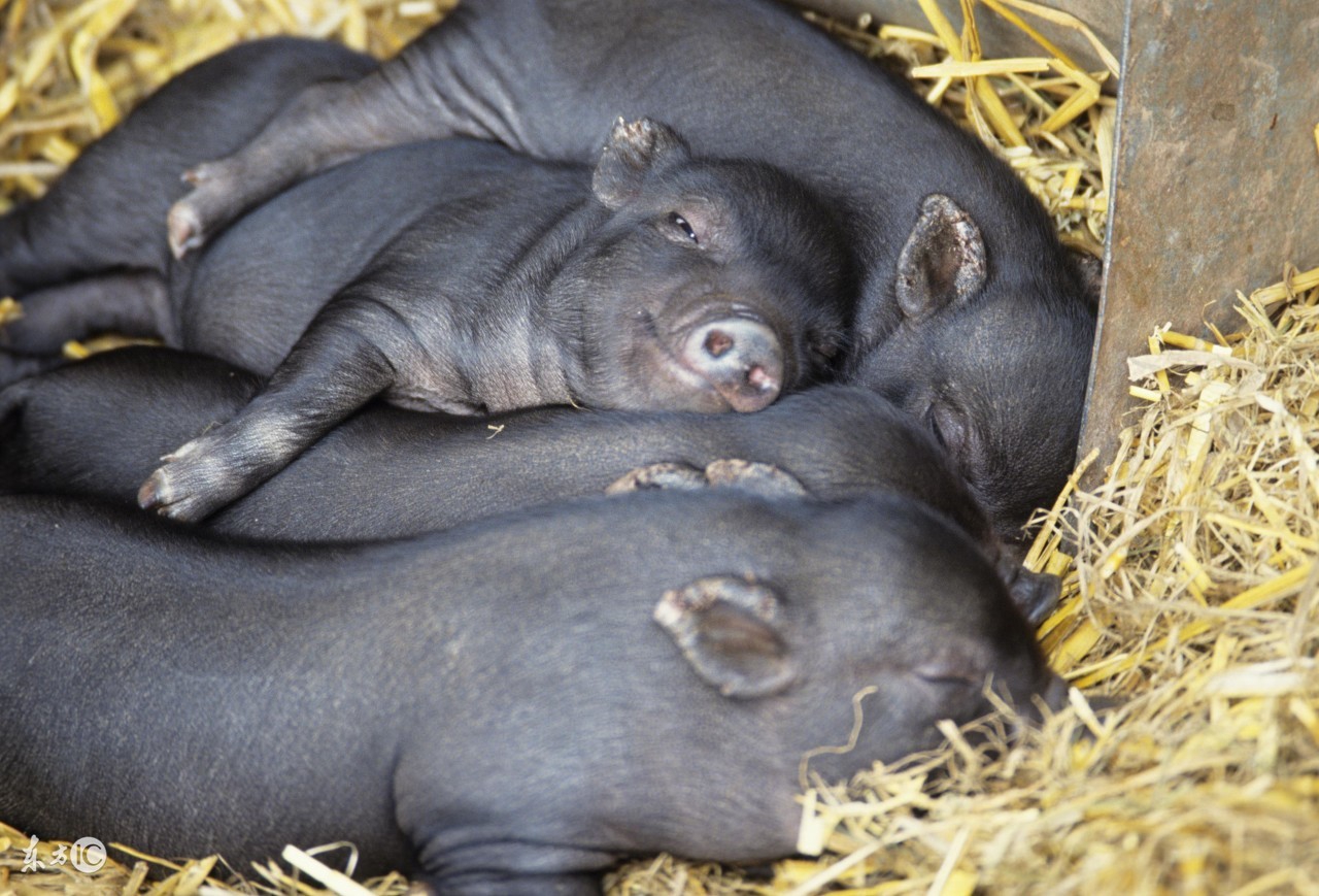 哺乳母猪回奶了是什么原因,母猪哺乳期回奶怎么办