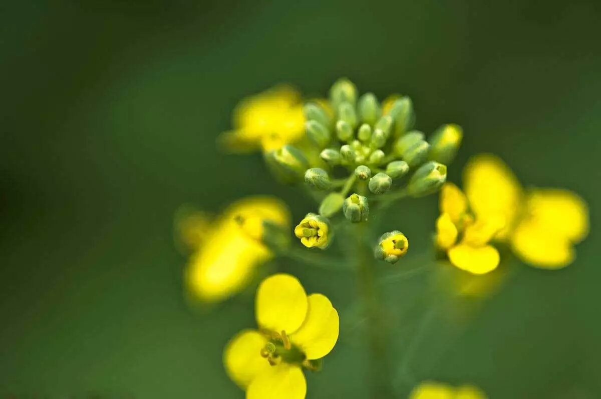 各国的国花都是什么花,不同国家的国花及其象征意义