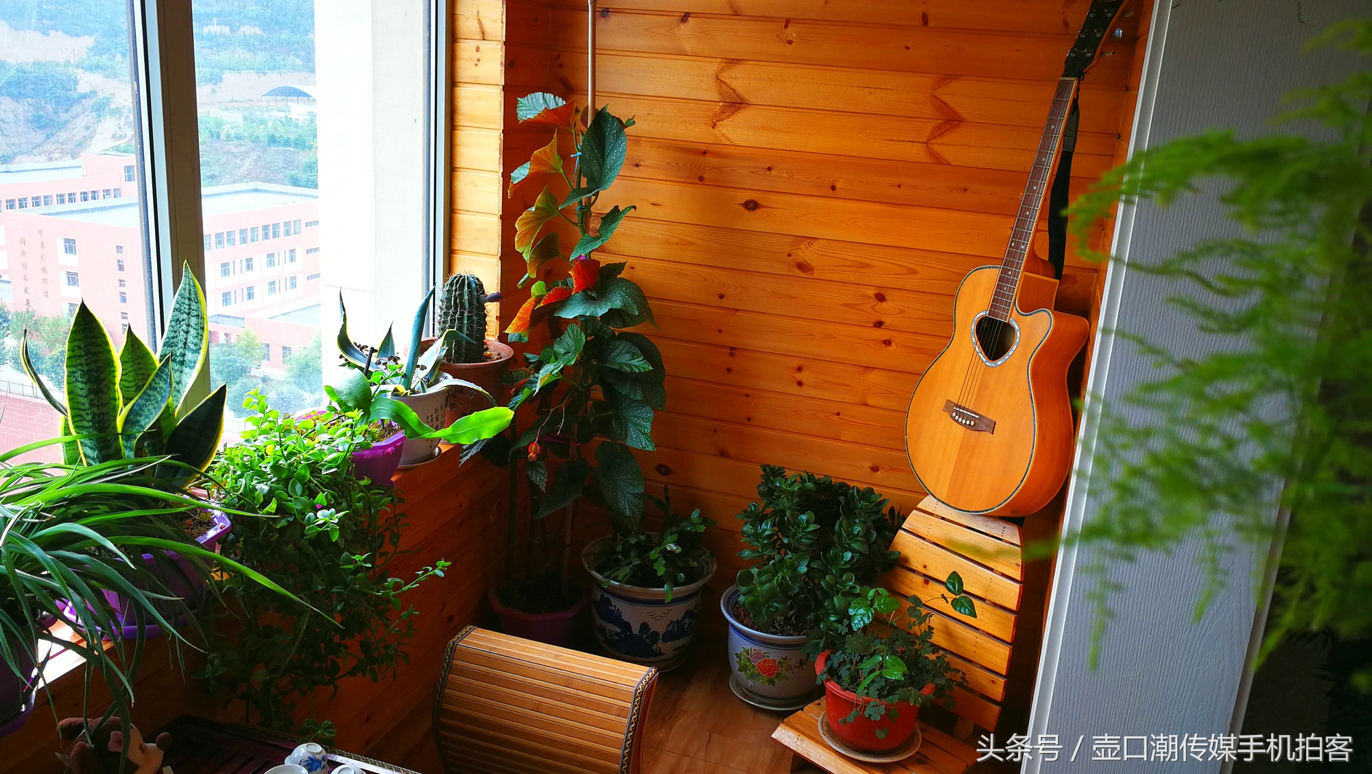 临汾：手机拍拍工作室的花~再好的装修也比不了和大自然和谐相处