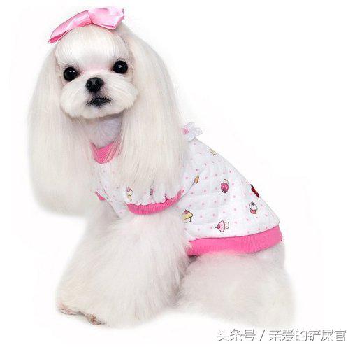 比较萌的大型犬萌狗排行榜,十大最萌的小型犬