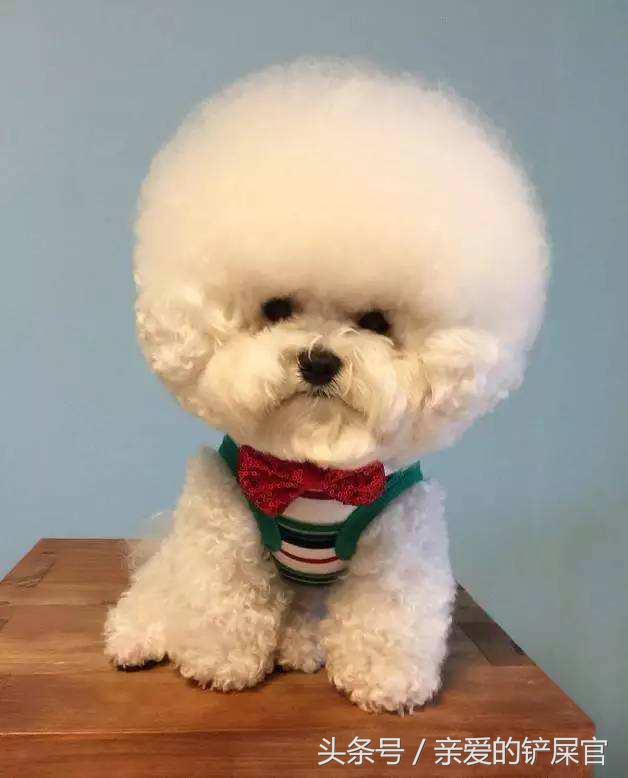 比较萌的大型犬萌狗排行榜,十大最萌的小型犬